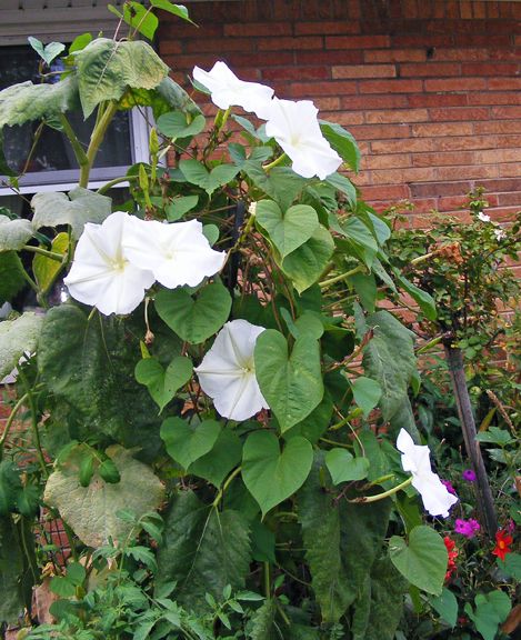 Moon Flower Vine photo 2013_09090002_zps4d03c76e.jpg